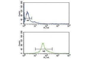 IRF5 antibody flow cytometry analysis of Ramos cells (green) compared to a negative control (blue).