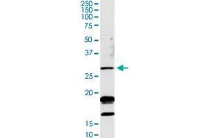 Western Blotting (WB) image for anti-OTU Domain, Ubiquitin Aldehyde Binding 2 (OTUB2) (AA 1-234) antibody (ABIN949625)