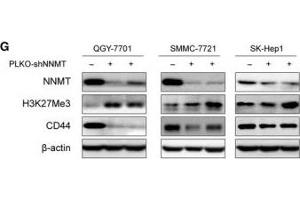 Western Blotting (WB) image for anti-Histone 3 (H3) (H3K27me) antibody (ABIN6219521)
