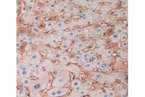 Used in DAB staining on fromalin fixed paraffin- embedded liver tissue (PON2 抗体  (AA 1-354))
