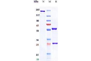 Anti-TNFRSF4 / OX40 / CD134 Reference Antibody (BMS-986178) on SDS-PAGE under reducing (R) condition.
