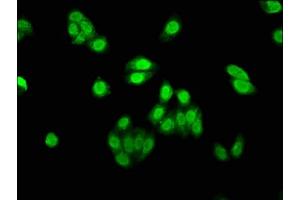 Immunofluorescence staining of HepG2 cells with ABIN7144468 at 1:530, counter-stained with DAPI. (AEN 抗体  (AA 117-325))
