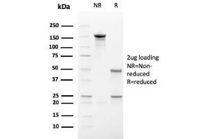 SDS-PAGE Analysis Purified Secretory Component Mouse Monoclonal Antibody (SC-05). (ECM1 抗体)