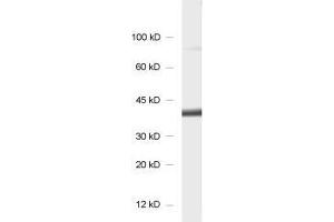 dilution: 1 : 1000, sample: synaptosomal fraction of rat brain (P2) (SCAMP1 抗体)