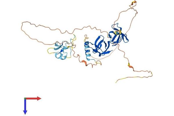 STAC Protein (AA 1-402) (His tag)