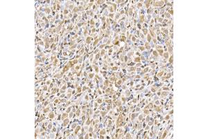 Immunohistochemistry of paraffin-embedded rat ovary using UB Rabbit mAb (ABIN7271128) at dilution of 1:50 (40x lens).