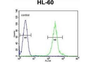 Flow cytometric analysis of HL-60 cells using FANCC Antibody (C-term) Cat. (FANCC 抗体  (C-Term))