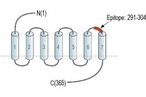 anti-G Protein-Coupled Receptor 142 (GPR142) (AA 291-304), (Extracellular), (Loop 3) antibody