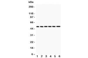 Western blot testing of p50 antibody and 1:  rat spleen (CD40 抗体  (AA 1-360))