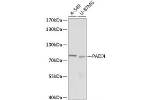 PAD4 抗体