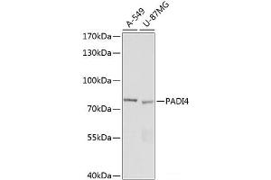 Western blot analysis of extracts of various cell lines using PADI4 Polyclonal Antibody at dilution of 1:1000.