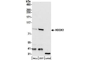 anti-Hook Homolog 1 (HOOK1) (AA 678-728) antibody
