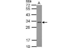 WB Image Sample (30 ug of whole cell lysate) A: MCF-7 12% SDS PAGE antibody diluted at 1:2000 (FGF13 抗体)