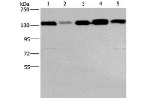 Western Blot analysis of 293T, hela, PC3, lovo and A172 cell using CEP97 Polyclonal Antibody at dilution of 1:500 (CEP97 抗体)