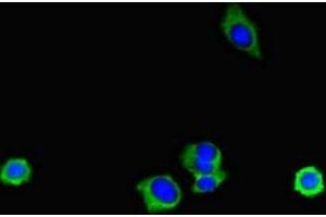Immunofluorescent analysis of HepG2 cells using ABIN7151998 at dilution of 1:100 and Alexa Fluor 488-congugated AffiniPure Goat Anti-Rabbit IgG(H+L) (ERLIN2 抗体  (AA 25-206))