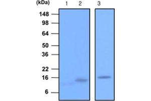 Western blot analysis of recombinant Synaptobrevin 1 , 2 (each 20 ng) and rat brain extracts (20 ug). (VAMP2 抗体  (AA 1-89))