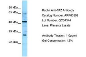 Image no. 1 for anti-Tafazzin (TAZ) (AA 192-241) antibody (ABIN6749979) (TAZ 抗体  (AA 192-241))