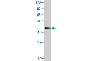 Western Blot detection against Immunogen (36. (WEE1 抗体  (AA 289-388))