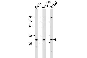 Western Blot at 1:1000 dilution Lane 1: A431 whole cell lysate Lane 2: HepG2 whole cell lysate Lane 3: Jurkat whole cell lysate Lysates/proteins at 20 ug per lane. (LY6G6F 抗体  (N-Term))