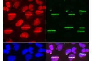 Immunofluorescence analysis of U2OS cells using POLD1 Polyclonal Antibody (POLD1 抗体)