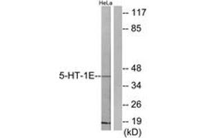 Western blot analysis of extracts from HeLa cells, using 5-HT-1E Antibody. (Serotonin Receptor 1E 抗体  (AA 101-150))
