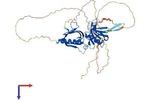 PLEKHA2 Protein (AA 1-425) (His tag)