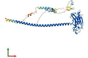 AlphaFold protein structure predicition of Mouse Recombinant Traf1 Protein, UniprotID P39428