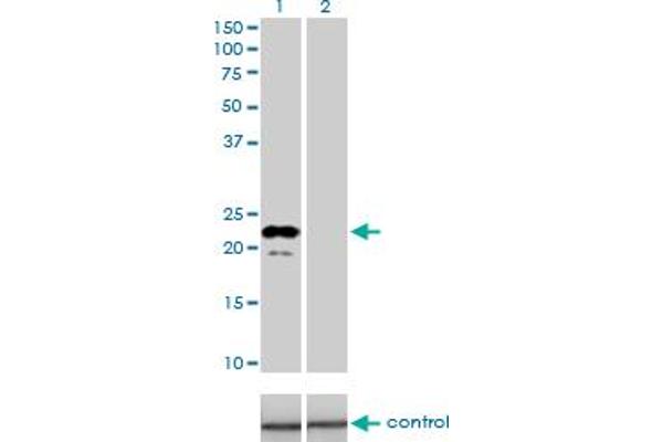 Apolipoprotein M 抗体  (AA 23-188)