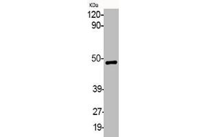Western Blot analysis of various cells using Phospho-MEK-1/2 (S218/222) Polyclonal Antibody (MEK1 抗体  (pSer218, pSer222))