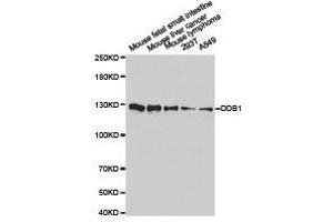 Western Blotting (WB) image for anti-Damage Specific DNA Binding Protein 1 (DDB1) antibody (ABIN1872221) (DDB1 抗体)