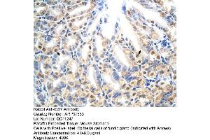 Mouse stomach (E2F7 抗体  (N-Term))