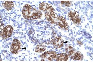 Human kidney; ZNF409 antibody - middle region in Human kidney cells using Immunohistochemistry (ZFHX2 抗体  (Middle Region))