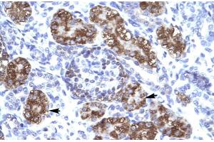Human kidney; ZNF409 antibody - middle region in Human kidney cells using Immunohistochemistry
