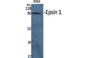 Western Blot (WB) analysis of specific cells using Epsin 1 Polyclonal Antibody. (Epsin 1 抗体  (Internal Region))