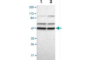 Western Blot analysis of Lane 1: RT-4 and Lane 2: U-251 MG sp cell lysates with PSMC4 polyclonal antibody . (PSMC4 抗体)