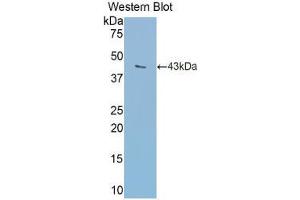 Western blot analysis of the recombinant protein. (Transferrin 抗体  (AA 360-682))