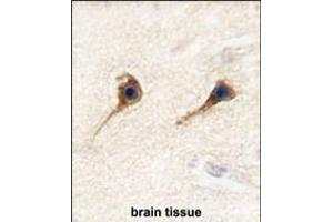 Formalin-fixed and paraffin-embedded human brain tissue reacted with SARS2 antibody (N-term) (ABIN392300 and ABIN2841954) , which was peroxidase-conjugated to the secondary antibody, followed by DAB staining. (SARS2 抗体  (N-Term))