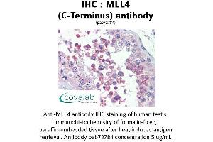 Image no. 2 for anti-Histone-Lysine N-Methyltransferase MLL4 (MLL4) (C-Term) antibody (ABIN1736980) (MLL4 抗体  (C-Term))