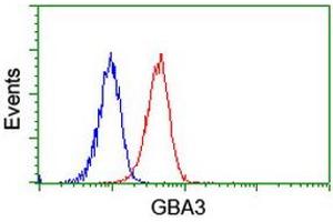 Image no. 3 for anti-Glucosidase, Beta, Acid 3 (Cytosolic) (GBA3) (AA 1-150), (AA 370-469) antibody (ABIN1490581) (GBA3 抗体  (AA 1-150, AA 370-469))