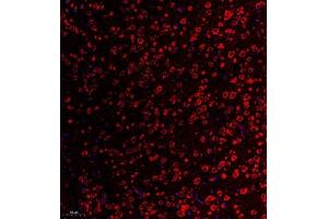 Immunofluorescent analysis of paraffin embedded mouse substantia nigra using RPL10L (ABIN7075429) at dilution of 1: 650 (RPL10L 抗体)
