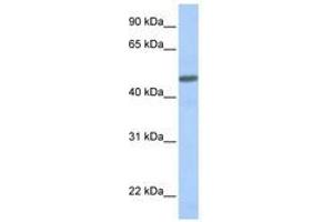 Image no. 1 for anti-Calcitonin Receptor-Like (CALCRL) (AA 108-157) antibody (ABIN6740755) (CALCRL 抗体  (AA 108-157))
