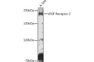 Western blot analysis of extracts of A-549 cells, using VEGF Receptor 2 antibody (ABIN6132247, ABIN6142816, ABIN6142819 and ABIN6215074) at 1:500 dilution. (VEGFR2/CD309 抗体  (AA 20-200))