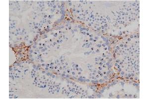 ABIN6267338 at 1/200 staining Mouse testis tissue sections by IHC-P. (HSP90AB1 抗体  (pSer254))