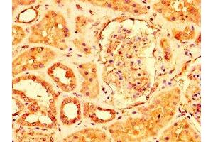 IHC image of ABIN7174328 diluted at 1:500 and staining in paraffin-embedded human kidney tissue performed on a Leica BondTM system. (USP4 抗体  (AA 632-810))