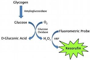 Image no. 3 for Glycogen Assay Kit (Fluorometric) (ABIN5067566)