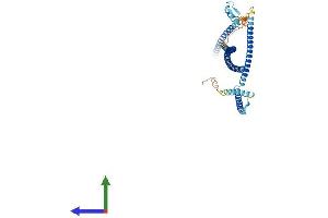 AlphaFold protein structure predicition of Human Recombinant CEP55 Protein, UniprotID Q53EZ4 (CEP55 Protein (AA 1-464) (His tag))
