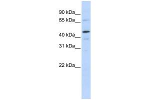 WB Suggested Anti-GTF2E1 Antibody Titration:  0. (GTF2E1 抗体  (N-Term))