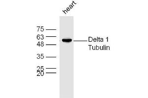 Mouse heart lysates probed with Rabbit Anti-Delta 1 Tubulin Polyclonal Antibody, Unconjugated  at 1:300 overnight at 4˚C. (TUBD1 抗体  (AA 151-250))