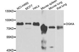 Western blot analysis of extracts of various cell lines, using DGKA antibody.