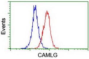 Image no. 4 for anti-Calcium Modulating Ligand (CAMLG) antibody (ABIN1497089) (CAMLG 抗体)